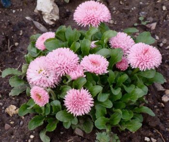 Bellis_perennis_tasso_robella_3