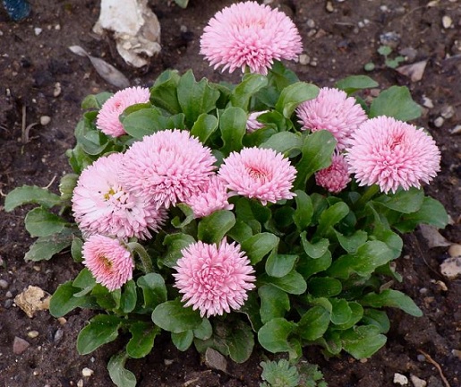 Bellis_perennis_tasso_robella_3