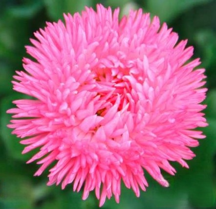 Bellis_perennis_tasso_robella_4
