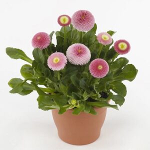Bellis perennis tasso strawberries cream
