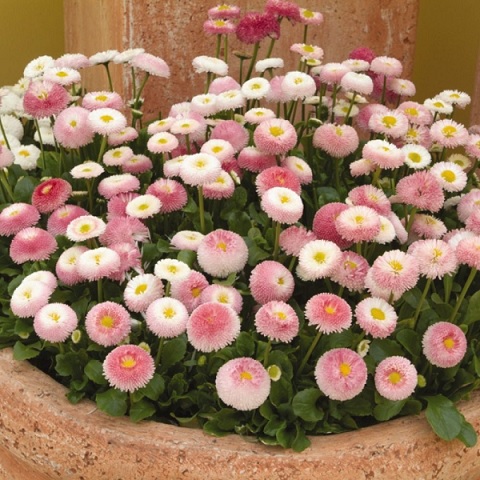 Bellis_perennis_tasso_strawberries_cream_2