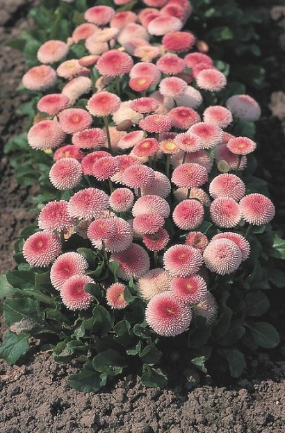 Bellis_perennis_tasso_strawberries_cream_3