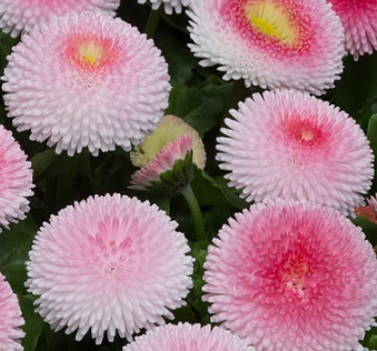 Bellis_perennis_tasso_strawberries_cream_4