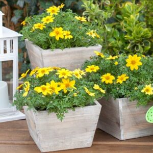Bidens ferulifolia - Efraim´s Gold