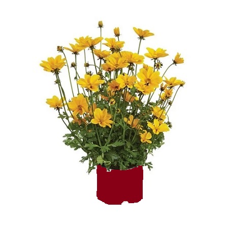 Bidens_ferulifolia_Efraims_Gold_1