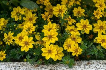 Bidens_ferulifolia_Efraims_Gold_2