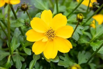 Bidens_ferulifolia_Efraims_Gold_3