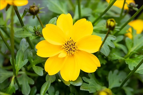Bidens_ferulifolia_Efraims_Gold_3