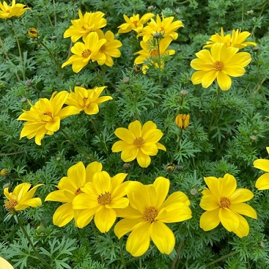 Bidens_ferulifolia_interceptor_1