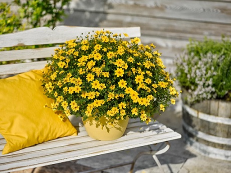 Bidens_ferulifolia_interceptor_2