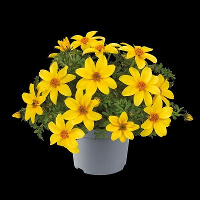 Bidens_ferulifolia_interceptor_3