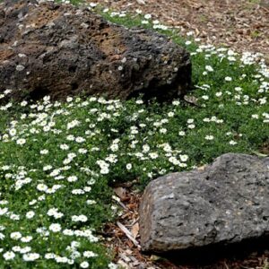 Brachyscome x multifida - Surdaisy White