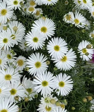 Brachyscome_multifida_Surdaisy_White_1