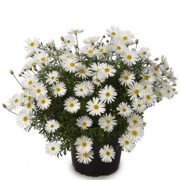 Brachyscome_multifida_Surdaisy_White_2