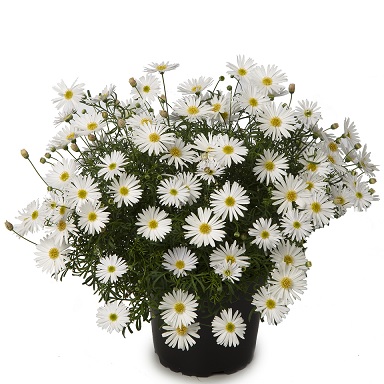 Brachyscome_multifida_Surdaisy_White_2