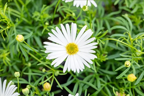 Brachyscome_multifida_Surdaisy_White_3