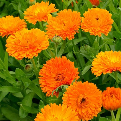 Calendula_calypso_orange_blake_eye_1