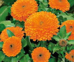 Calendula_calypso_orange_blake_eye_3