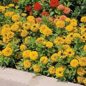 Calendula calypso yellow blake eye