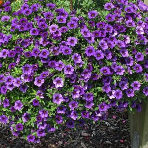 Calibrachoa cultivars - Calita® Compact Dark Blue