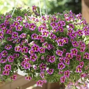 Calibrachoa cultivars - Calita® Compact Pink Star