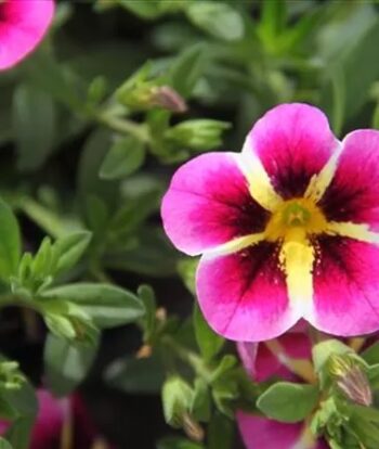 Calibrachoa_cultivars_Calita_Compact_Pink_Star_3