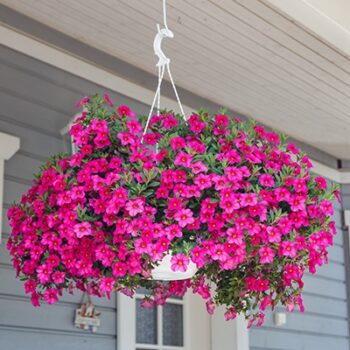 Calibrachoa_cultivars_Calita_Compact_Rose_1