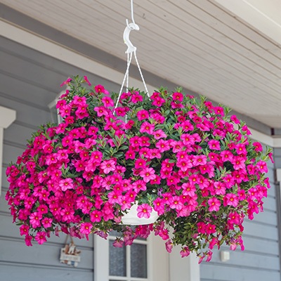Calibrachoa_cultivars_Calita_Compact_Rose_1