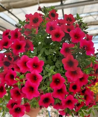 Calibrachoa_cultivars_Calita_Compact_Rose_2