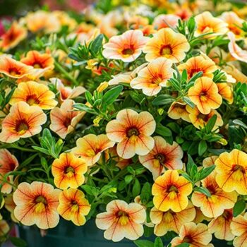 Calibrachoa_cultivars_Calita_compact_tigereye_1