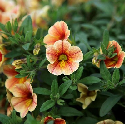 Calibrachoa_cultivars_Calita_compact_tigereye_2