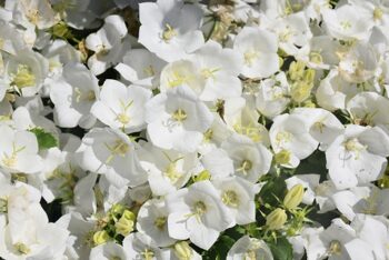 Campanula_carpatica_pearl_white_1