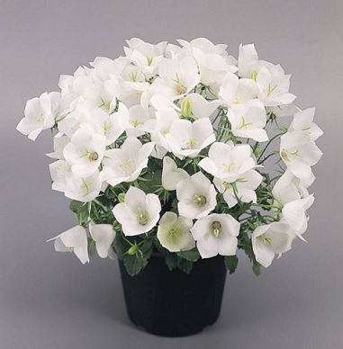Campanula_carpatica_pearl_white_2