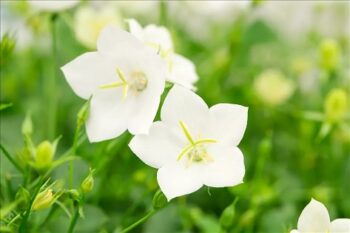 Campanula_carpatica_pearl_white_3