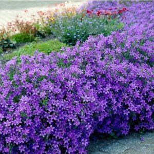 Campanula clockwise compact F1 deep blue