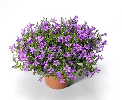 Campanula_clockwise_compact_F1-deep_blue_1