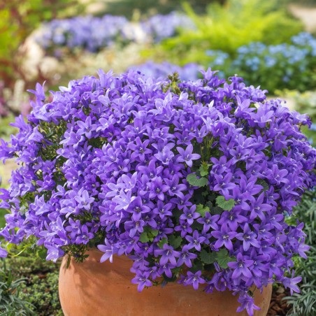 Campanula_clockwise_compact_F1-deep_blue_2