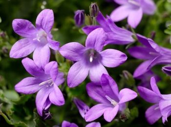 Campanula_clockwise_compact_F1-deep_blue_3