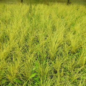 Carex Brunnéa Camara