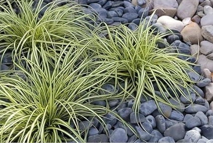 Carex_Brunnea_Camara_1