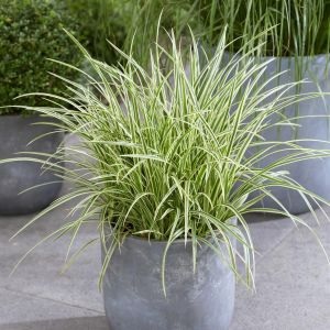 Carex_Brunnea_Camara_2