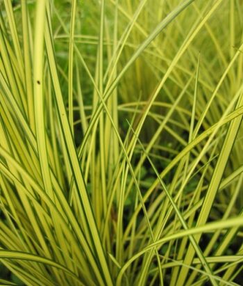 Carex_Brunnea_Camara_3