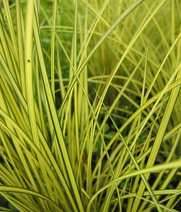 Carex_Brunnea_Camara_3