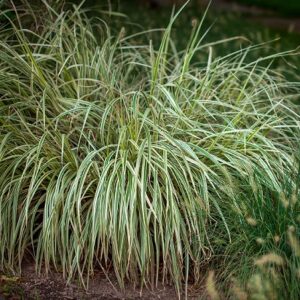 Carex Brunnéa Camara Verde et creme