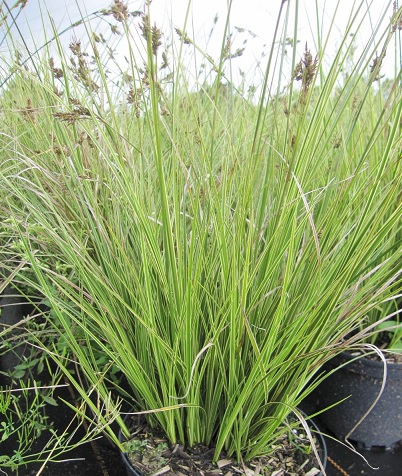 Carex_Brunnea_Camara_Verde_et_creme_1