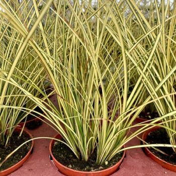 Carex_Brunnea_Camara_Verde_et_creme_2