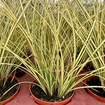 Carex_Brunnea_Camara_Verde_et_creme_2