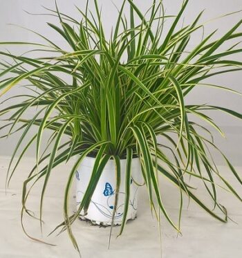 Carex_Brunnea_Camara_Verde_et_creme_3
