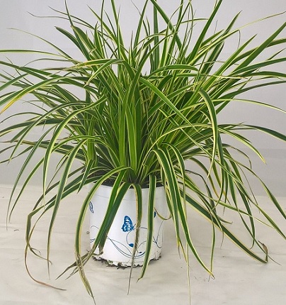 Carex_Brunnea_Camara_Verde_et_creme_3