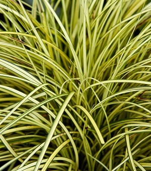 Carex_Brunnea_Jenneke_1